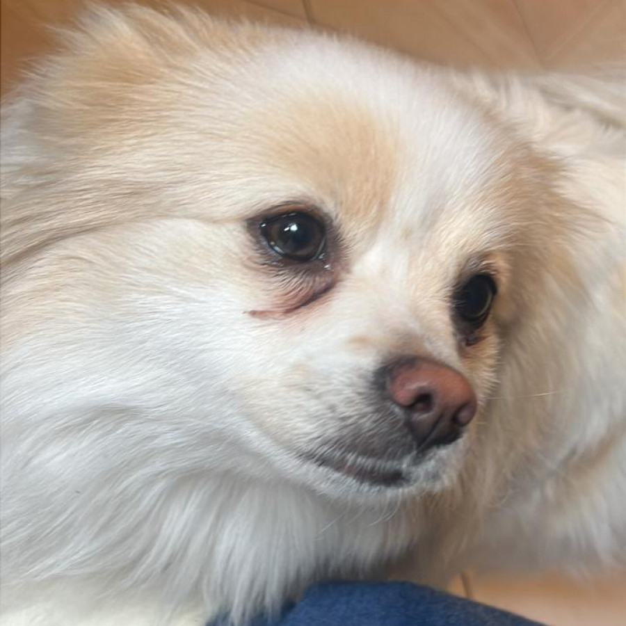 YUKI | Raza Pomerania | Perdida