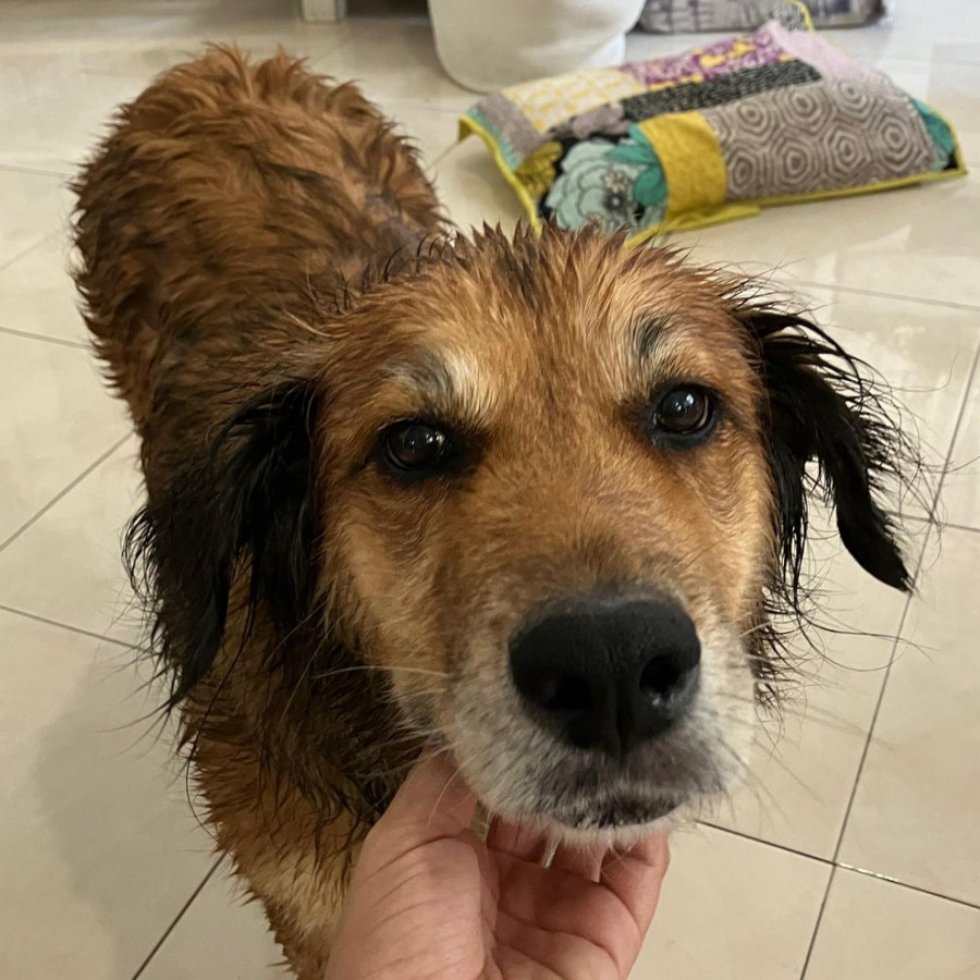 CANICA | Raza Mestiza, cruza de Pastor Alemán con Golden Retriever | Perdida