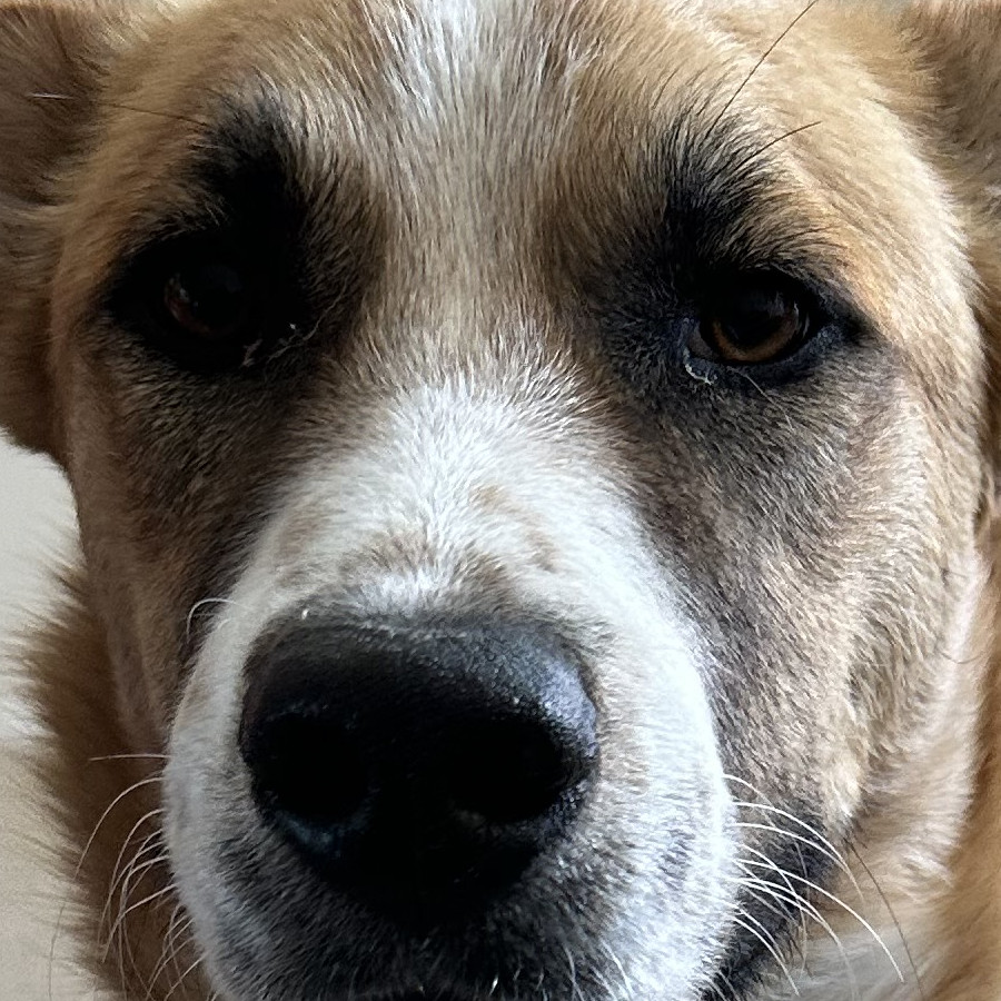 HERMOSO PELUDITO | Raza Mestizo | En Adopción