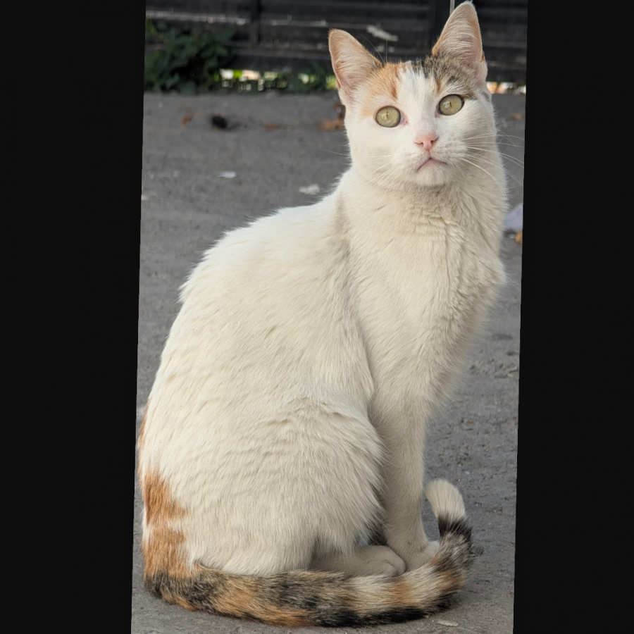 BLANCA | Raza Calicó de pelo corto | Perdida