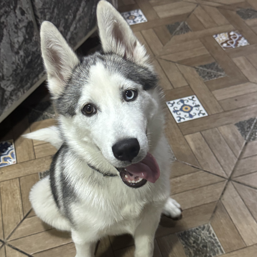 ATENEA | Raza Husky Siberiano | En Adopción