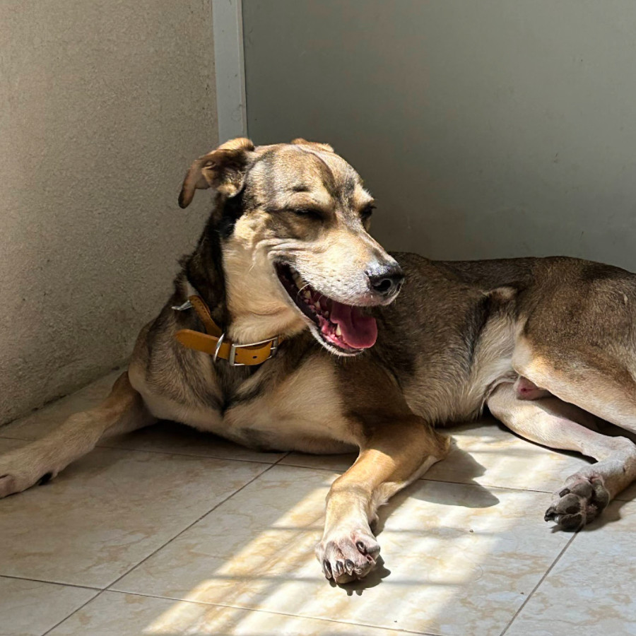 LOKI | Raza Mestizo, cruza de Husky Siberiano | Perdido