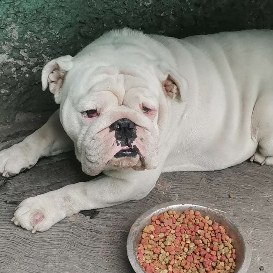 TIFÓN | Raza Bulldog Inglés  | Perdido