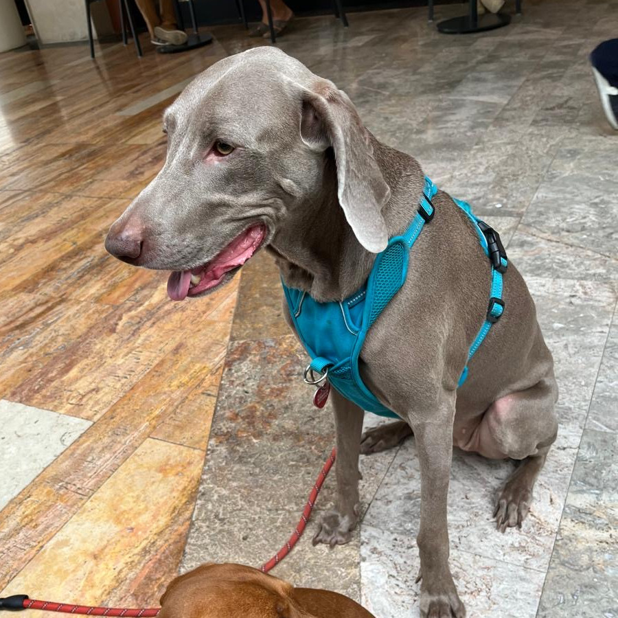 VOLTA | Raza Weimaraner  | Final Feliz
