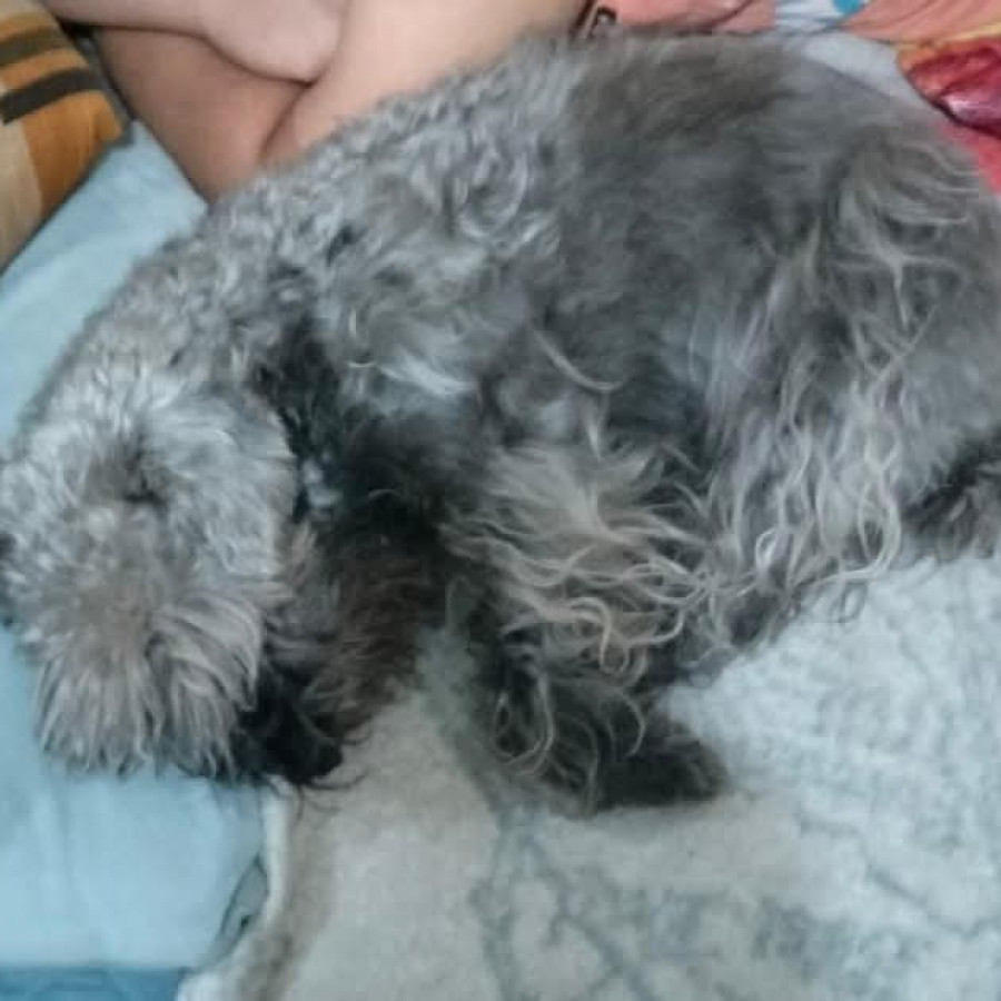 LUNA | Raza Schnauzer | Perdida