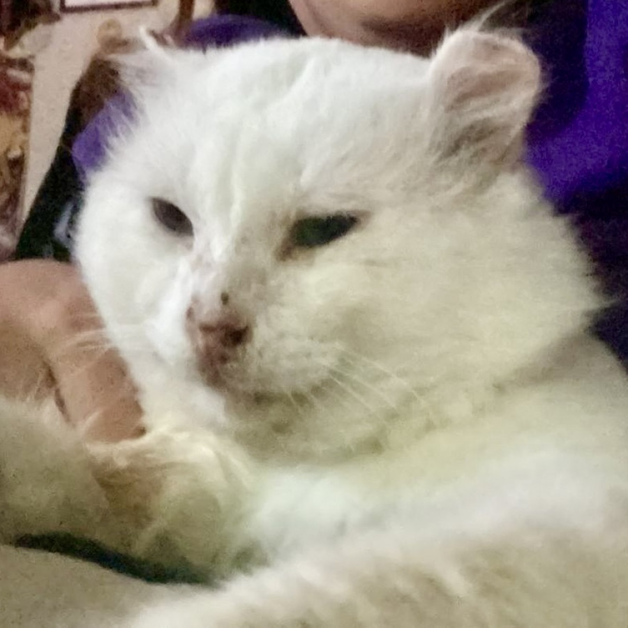 TOMOE | Raza Angora Turco | Perdido