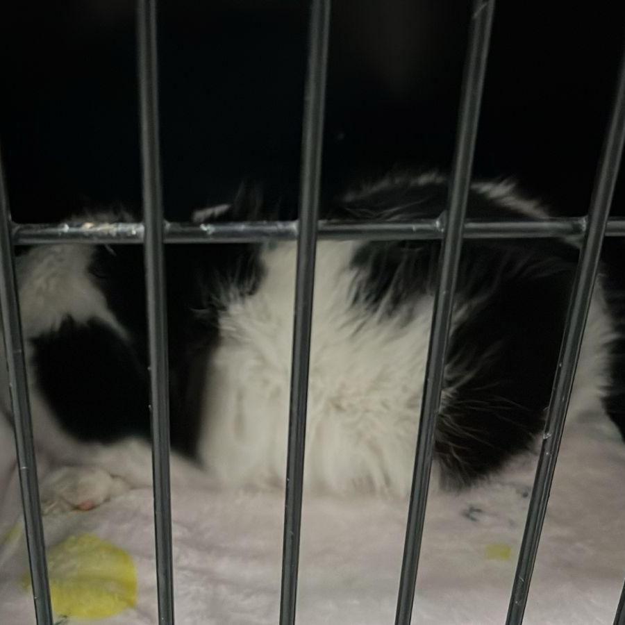 VAQUITA | Raza Doméstico Americano de pelo semilargo | En Adopción