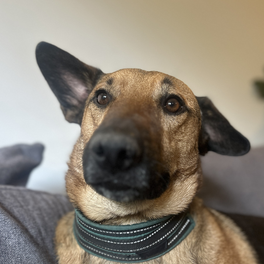  | Raza Mestizo, cruza de Pastor Alemán | Encontrado