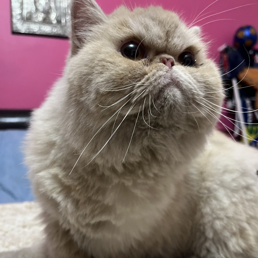  | Raza Persa | Encontrado