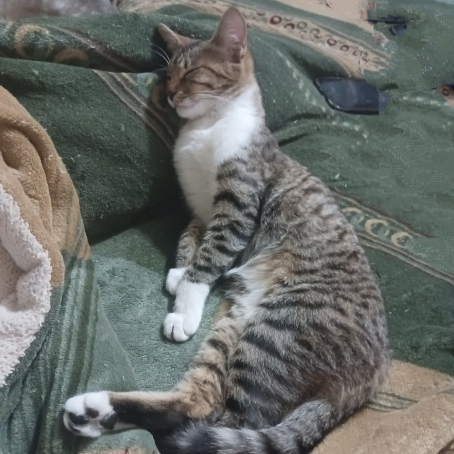 NALA | Raza Doméstico Américano de Pelo Corto | Final Feliz