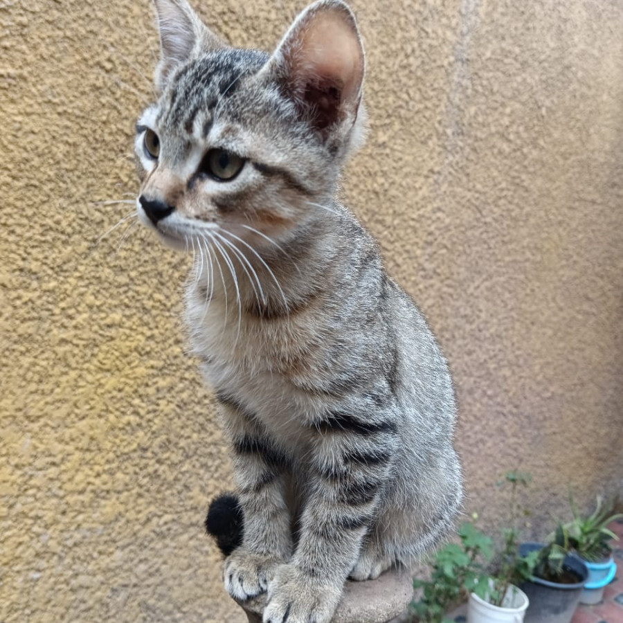 PINTO | Raza Doméstico Américano de Pelo Corto | En Adopción