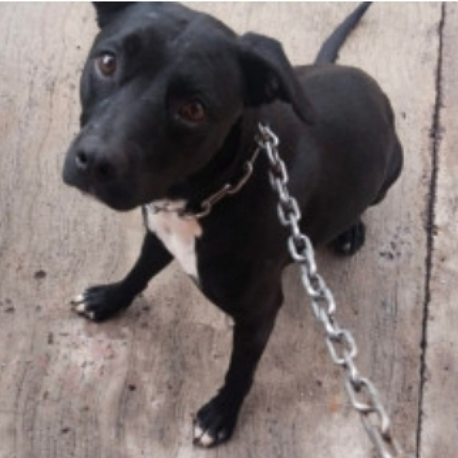  | Raza Mestiza, cruza de American Pitbull Terrier | Encontrada
