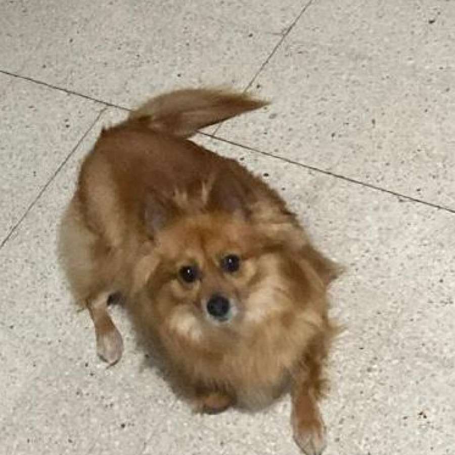 KITTY | Raza Pomerania | Final Feliz