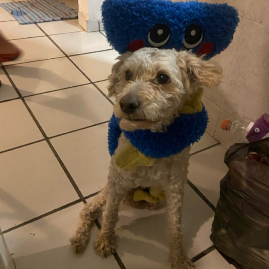 TINTÍN | Raza Maltés | Perdido