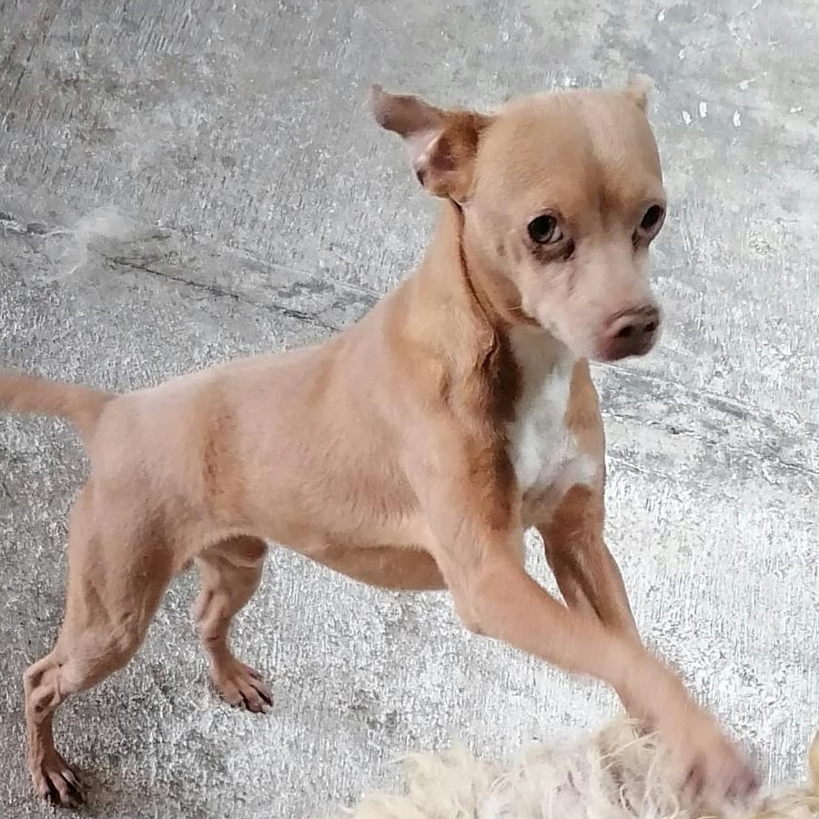 CHILAQUIL | Raza Chihuahua | Perdido