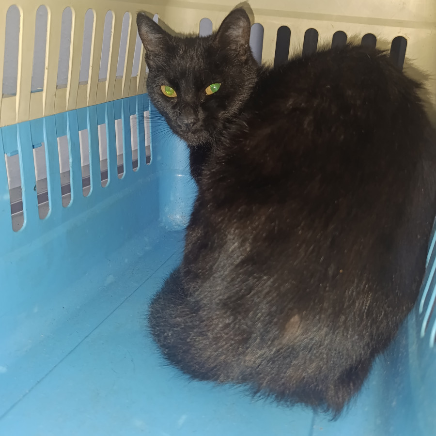  | Raza Bombay | Encontrada