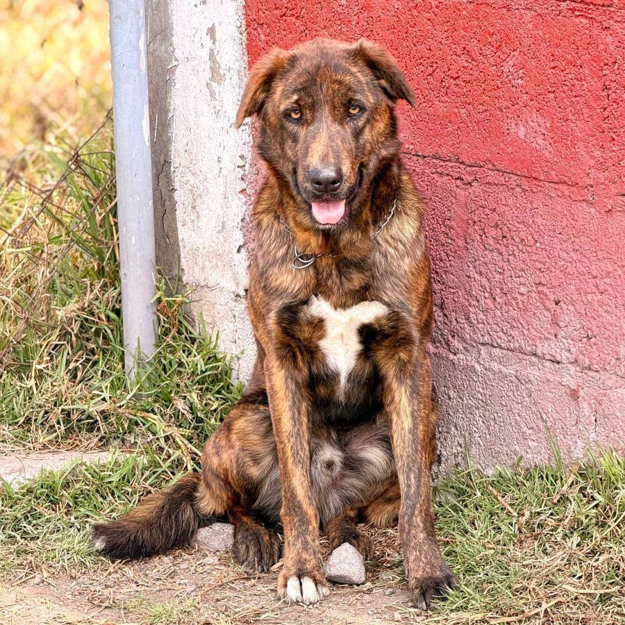 TADEO | Raza Mestizo | Perdido