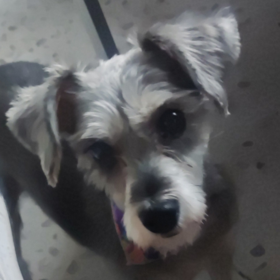 NAVI | Raza Schnauzer Miniatura  | Final Feliz