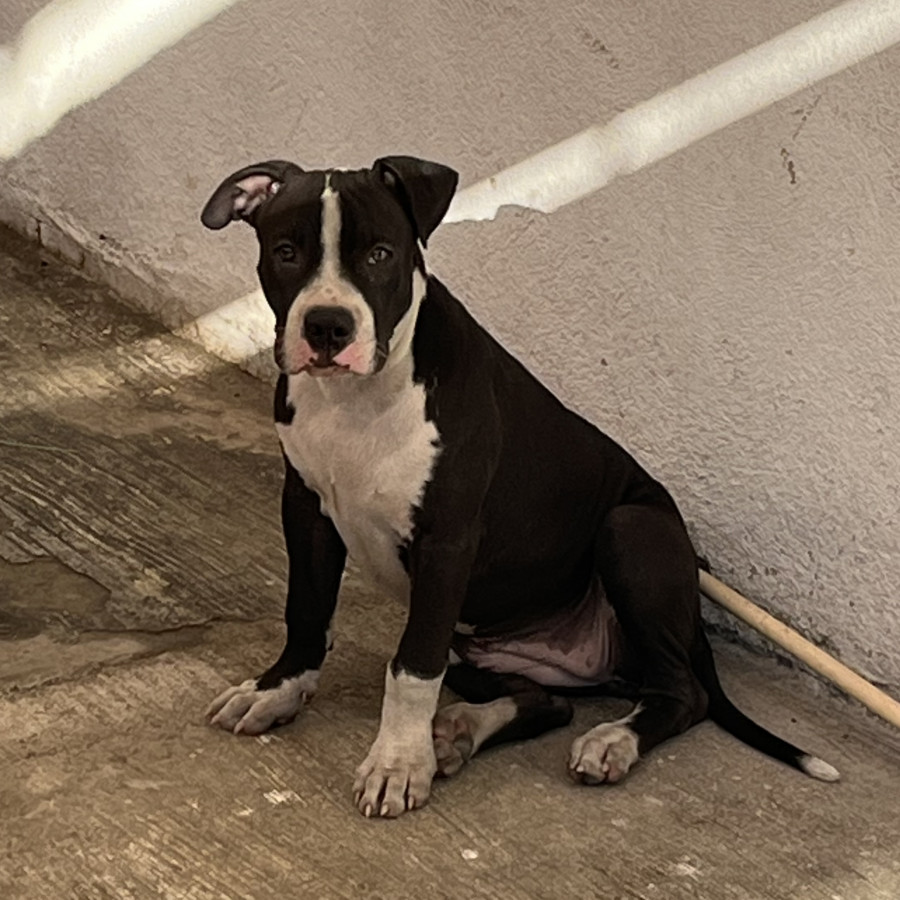 HAYA (JAYA) | Raza American Pitbull Terrier | Perdida