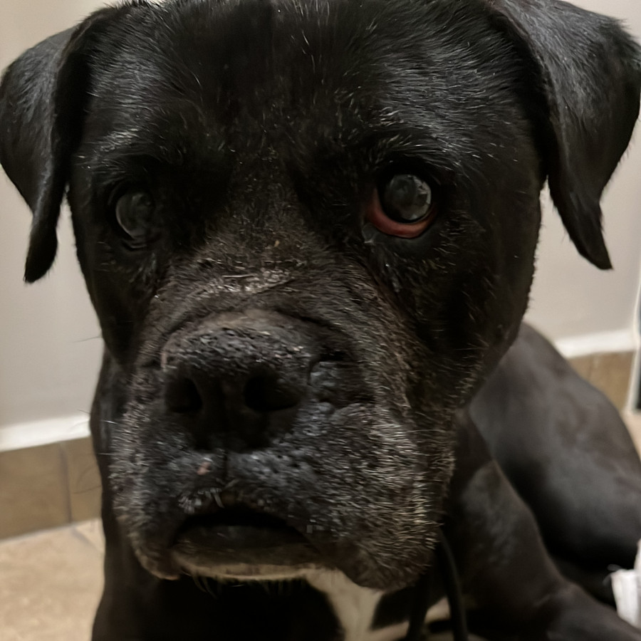  | Raza Mestiza,  cruza de American Pitbull Terrier Con Bóxer | Encontrada