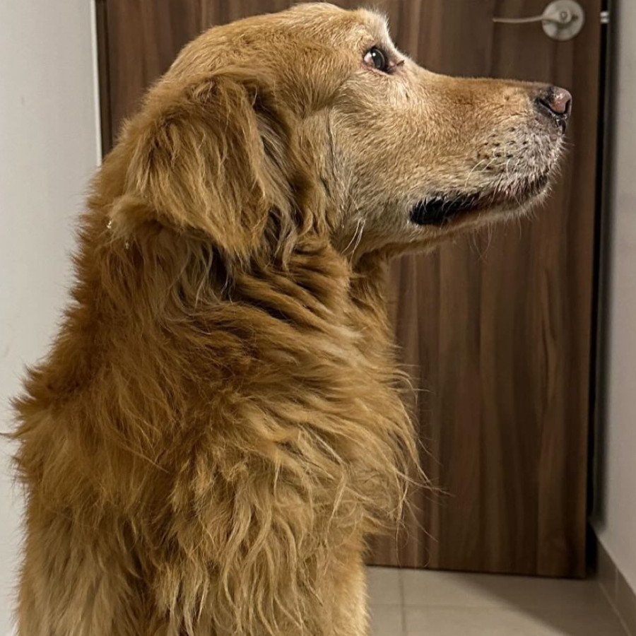  | Raza Golden Retriever  | Encontrada