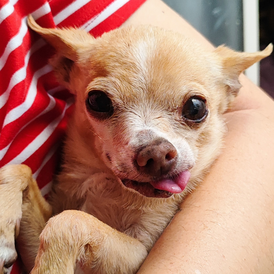 KIRA | Raza Chihuahua | Perdida