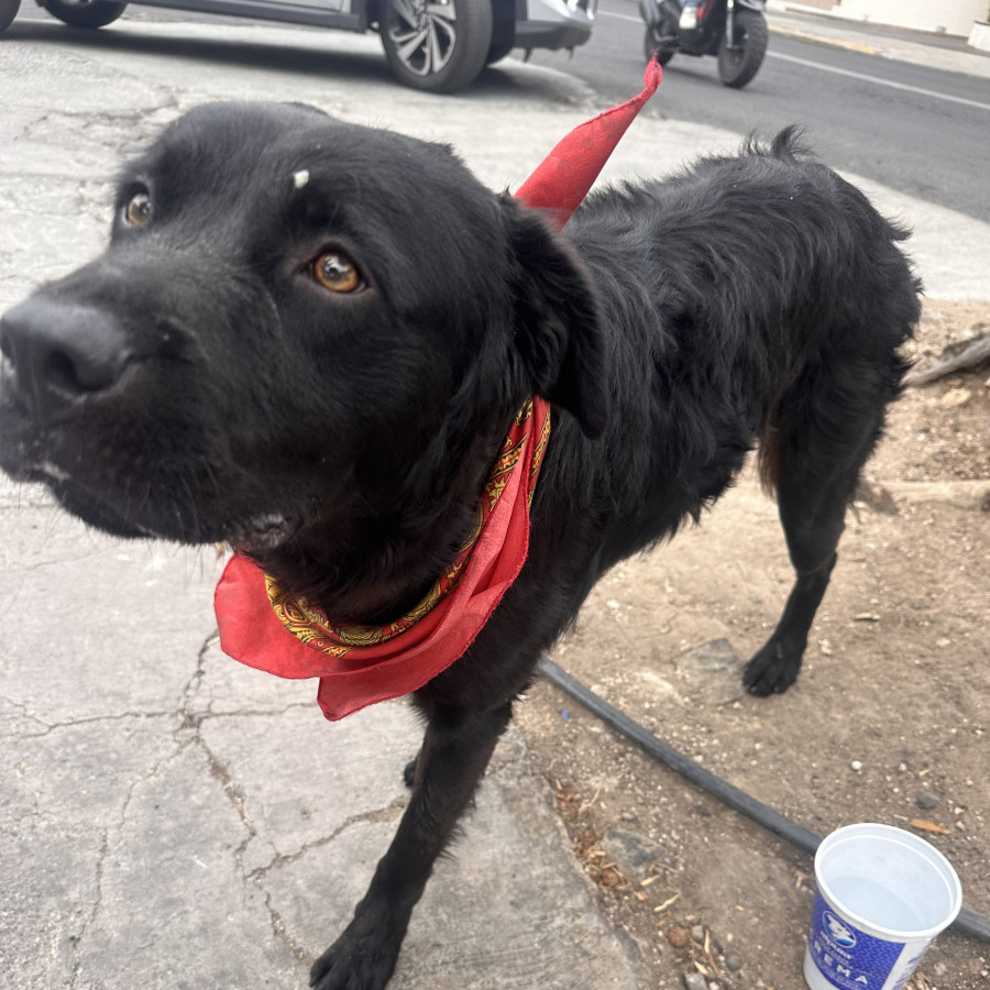  | Raza Mestizo,  Cruza De Labrador | Encontrado