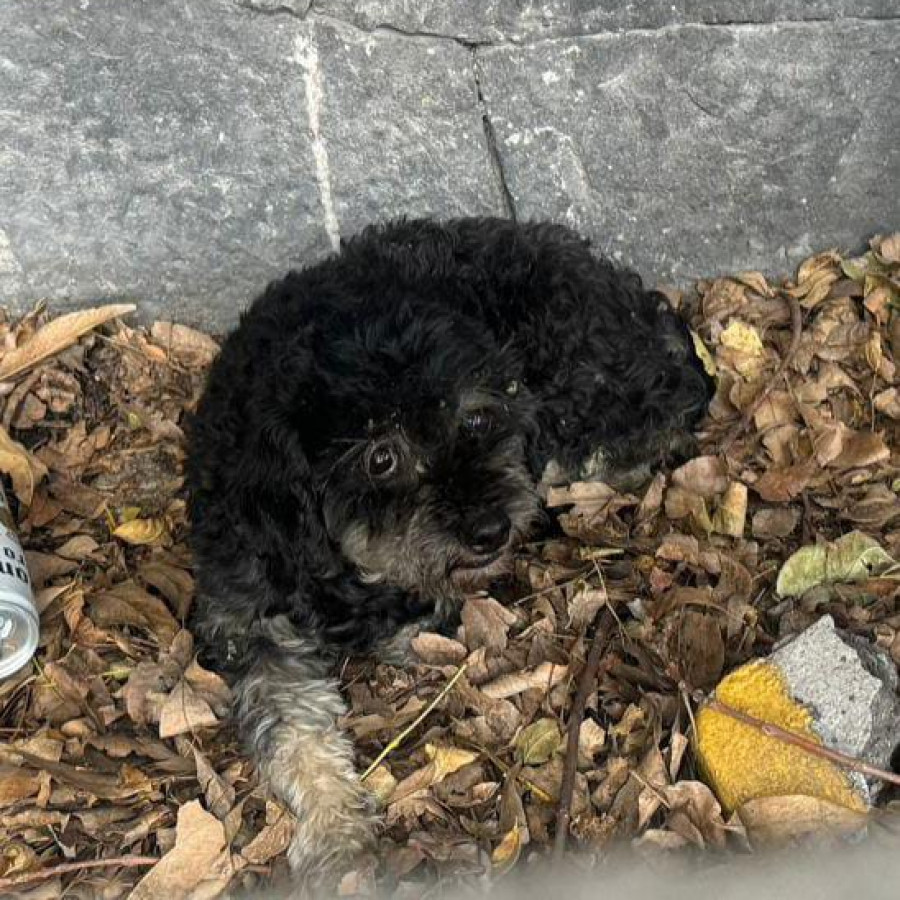  | Raza Mestiza, cruza de Schnauzer | Encontrada