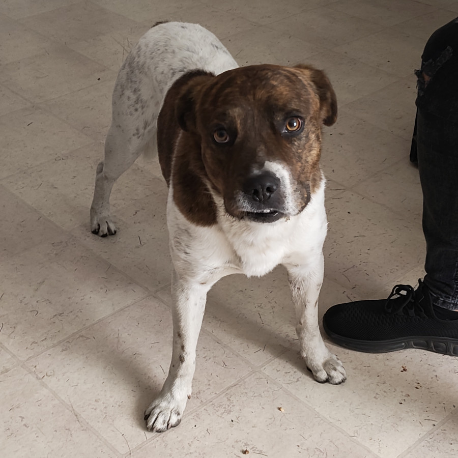  | Raza Mestizo, cruza de American Pitbull Terrier | Encontrado