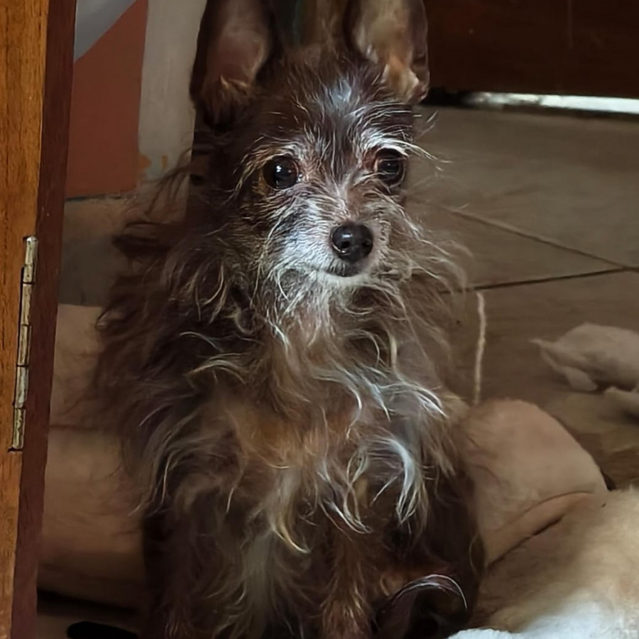 POKIE | Raza Chihuahua de pelo largo | Final Feliz