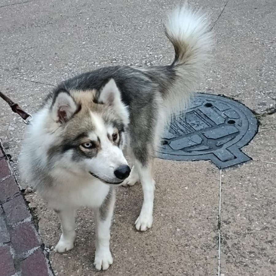  | Raza Husky Siberiano | Encontrada