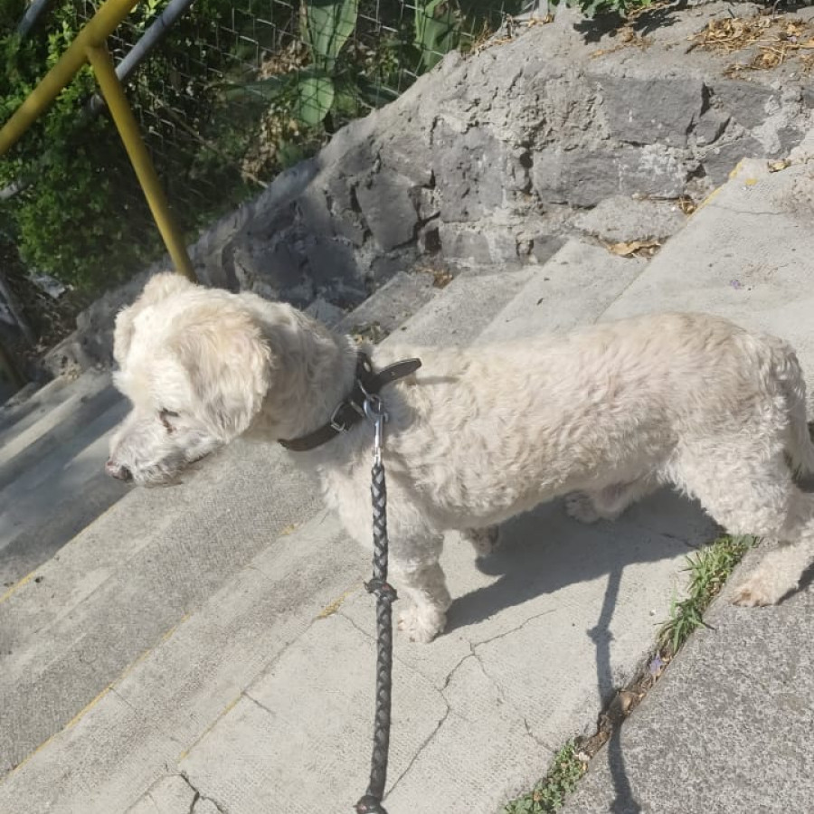  | Raza Mestizo, cruza de French Poodle con Maltés, Maltipoo | Encontrado