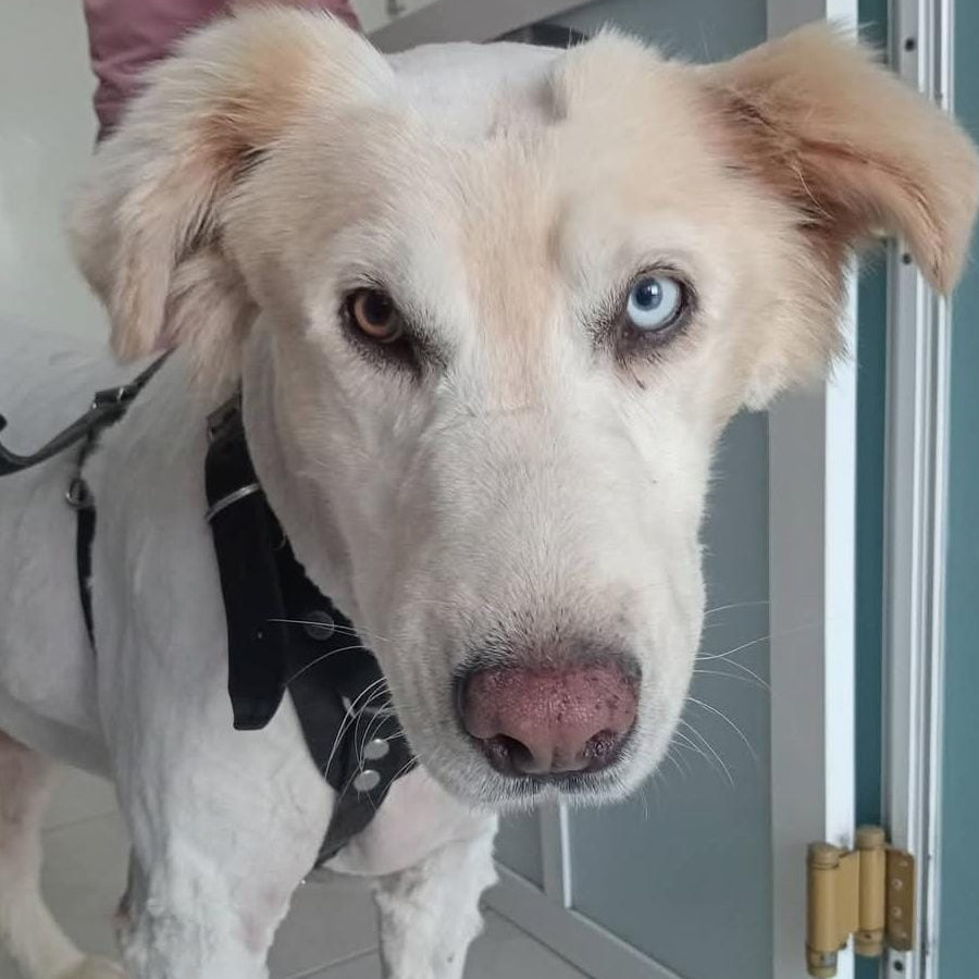  | Raza Mestizo | Encontrado