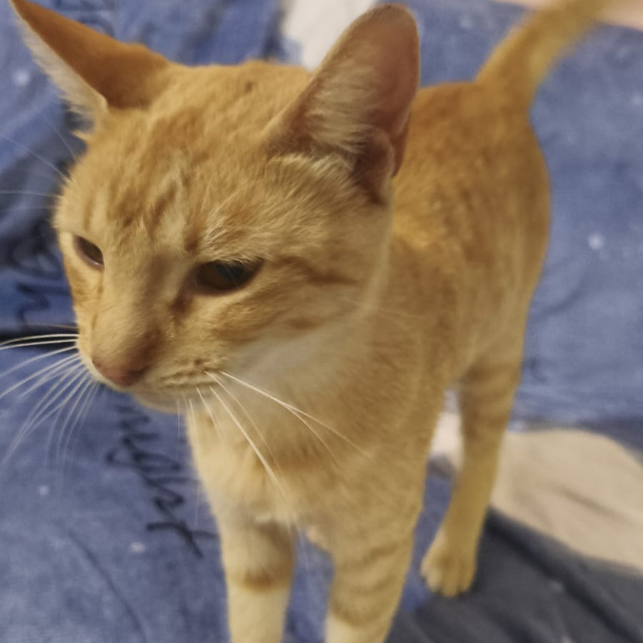 MANDARINA | Raza Doméstico Américano de Pelo Corto | Final Feliz