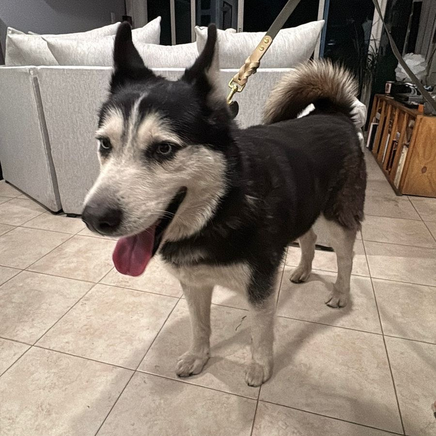  | Raza Husky Siberiano | Encontrado