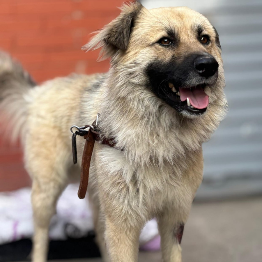 FUGGLER | Raza Mestizo | En Adopción