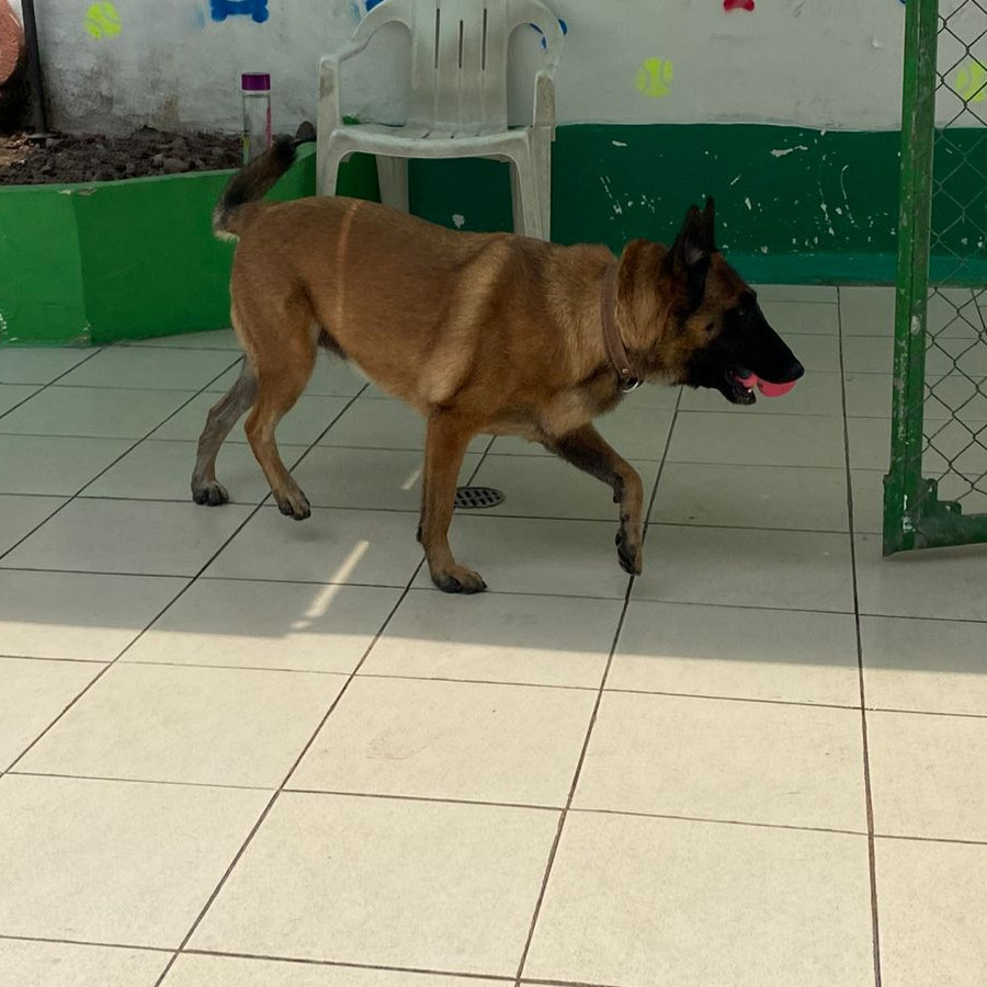 LOLA | Raza Pastor Belga Maliniois | Final Feliz