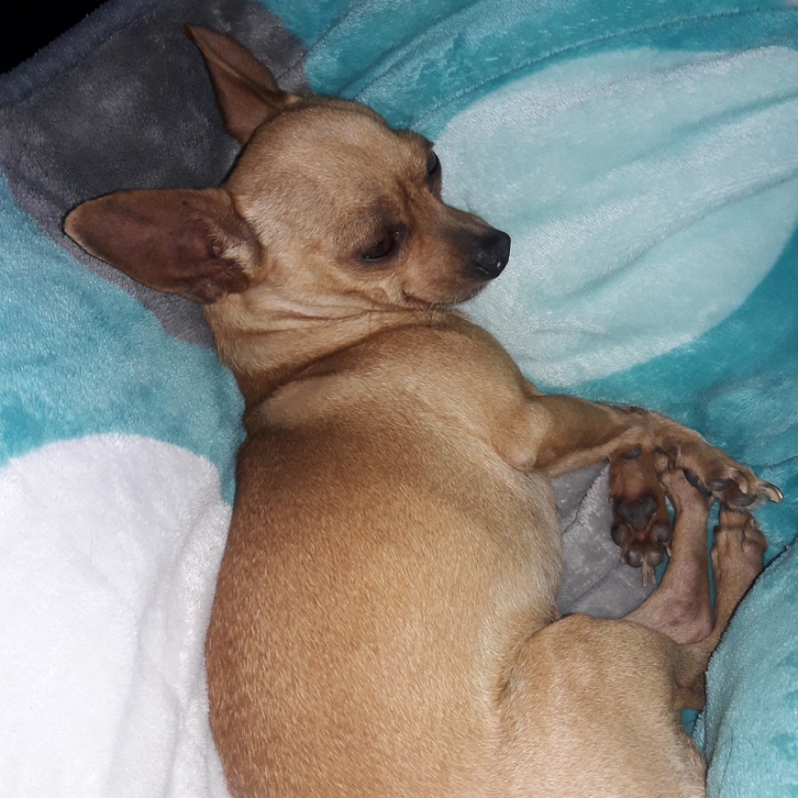 SOFI | Raza Chihuahua | Perdida