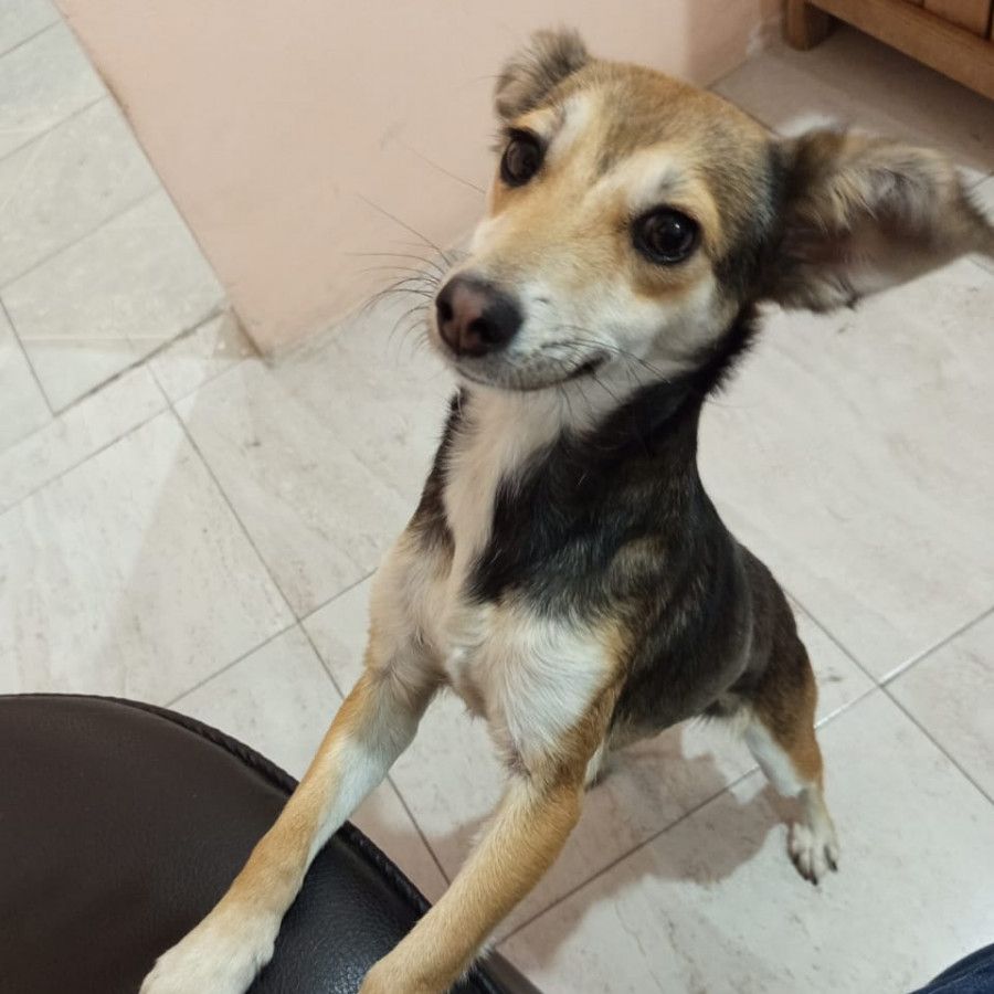  | Raza Mestiza | Encontrada
