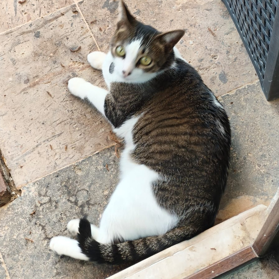 MIKO | Raza Doméstico Américano de Pelo Corto | Perdida