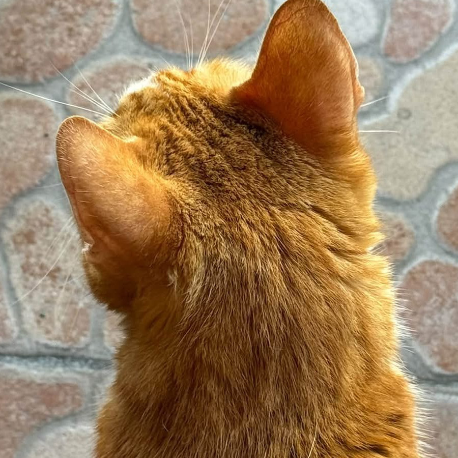LOKI | Raza Doméstico Américano de Pelo Corto | Perdido