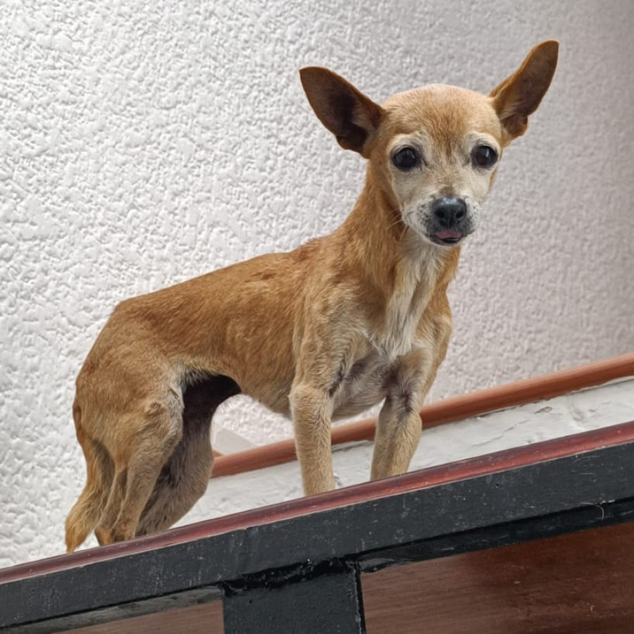 JAMMY | Raza Chihuahua | Final Feliz