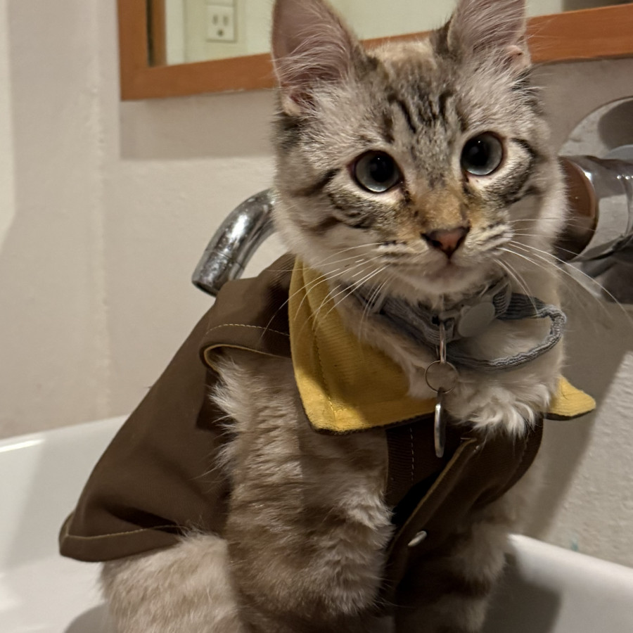 AANG | Raza Aslan o Siamés moderno, punto tabby | Perdido