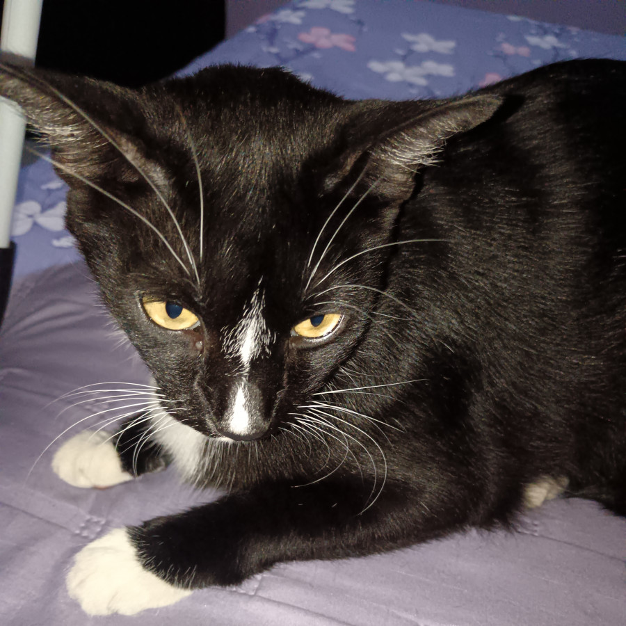 HERMES | Raza Doméstico Américano de Pelo Corto | Perdido