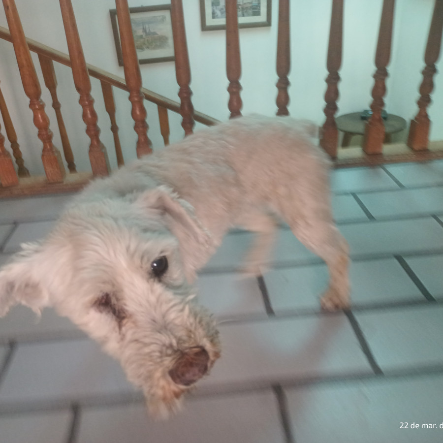 BELLA | Raza Mestiza, cruza de Maltés | Perdida