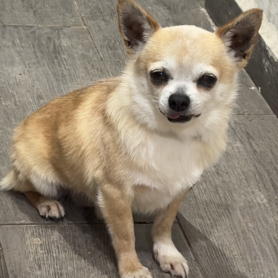 TOTO | Raza Chihuahua | Final Feliz