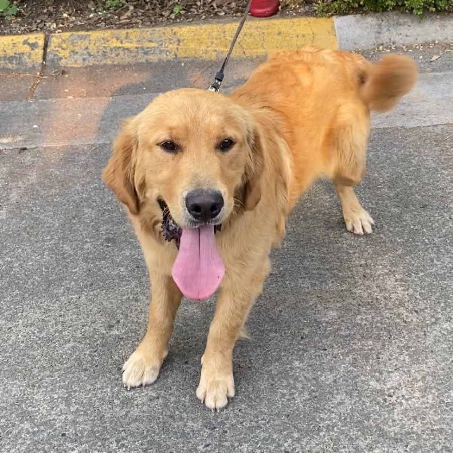  | Raza Golden Retriever  | Encontrado