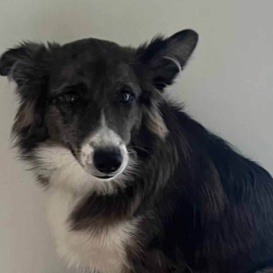 AHSOKA | Raza Border Collie  | Perdida