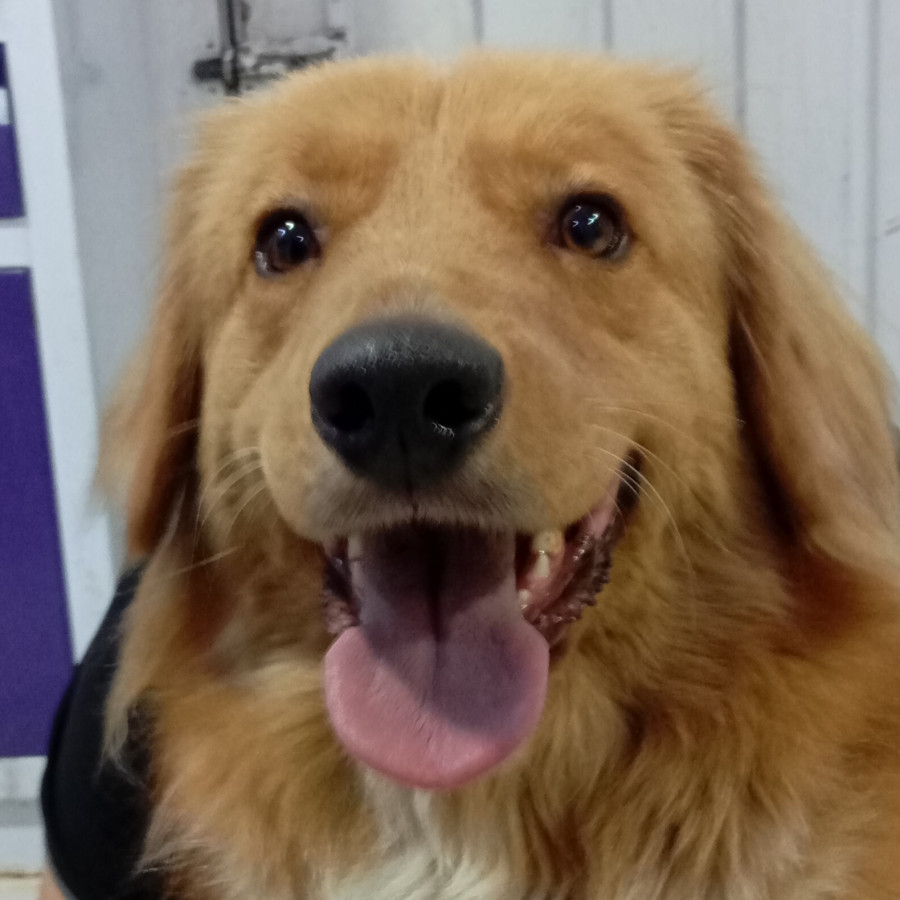  | Raza Mestizo, cruza de Golden Retriever | Final Feliz