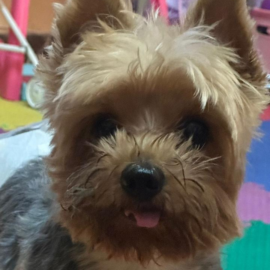 TOMÁS | Raza Yorkshire Terrier (Yorkie) | Final Feliz